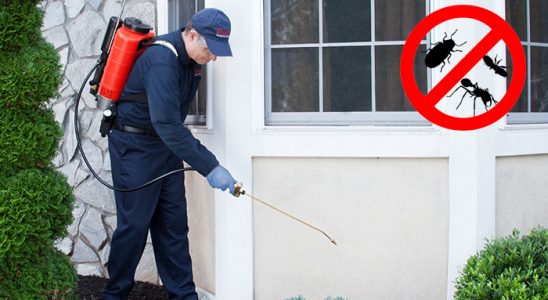 Beypazarı Fare İlaçlama böcek ilaçlama ve haşere kontrolü — ilaclama-tr.com